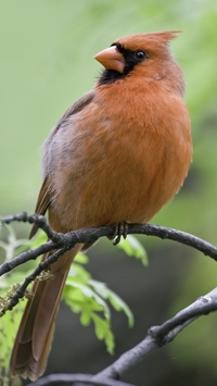 Northern Cardinal