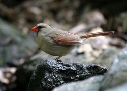 Northern Cardinal