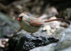 Northern Cardinal