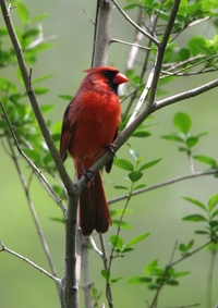 Northern Cardinal