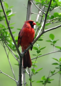 Northern Cardinal
