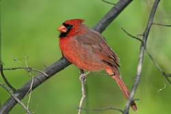 Northern Cardinal