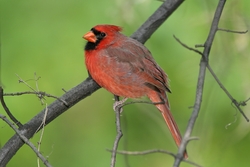 Northern Cardinal