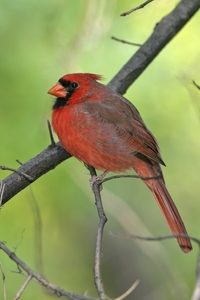Northern Cardinal