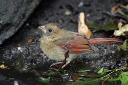 Northern Cardinal