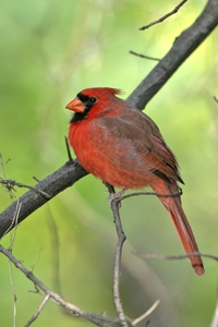 Northern Cardinal