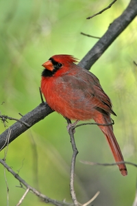 Northern Cardinal