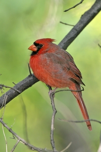 Northern Cardinal