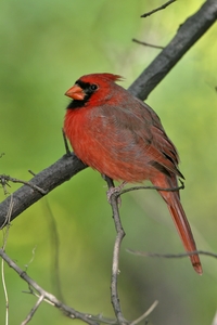 Northern Cardinal