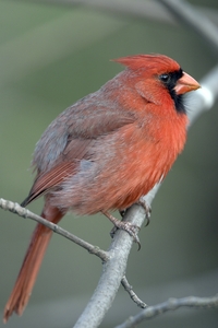 Northern Cardinal