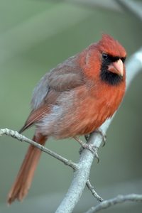 Northern Cardinal