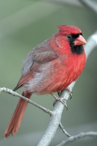 Northern Cardinal