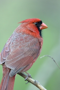 Northern Cardinal