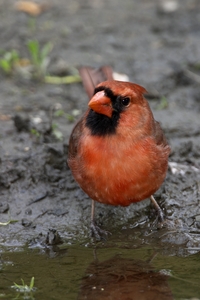 Northern Cardinal