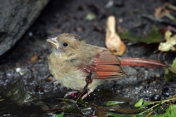Northern Cardinal
