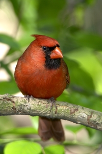 Northern Cardinal
