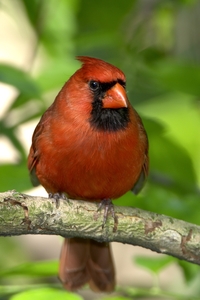Northern Cardinal