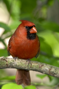 Northern Cardinal