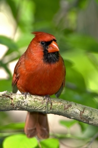 Northern Cardinal