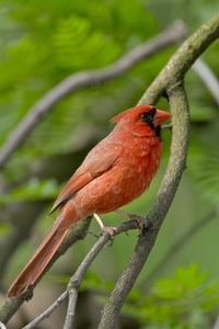 Northern Cardinal