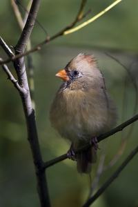 Northern Cardinal