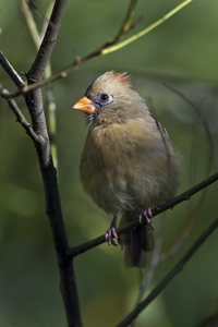 Northern Cardinal