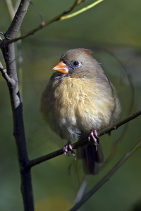 Northern Cardinal