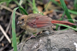 Northern Cardinal