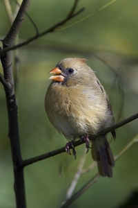 Northern Cardinal