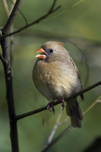 Northern Cardinal