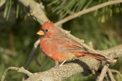 Northern Cardinal