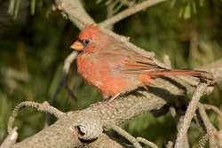 Northern Cardinal