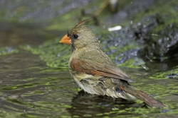 Northern Cardinal