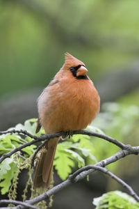 Northern Cardinal