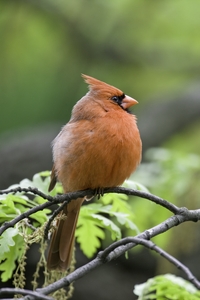 Northern Cardinal