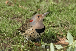 Northern Flicker