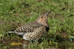 Northern Flicker