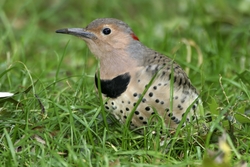 Northern Flicker