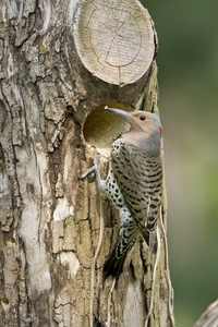 Northern Flicker