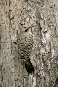 Northern Flicker