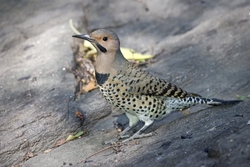 Northern Flicker
