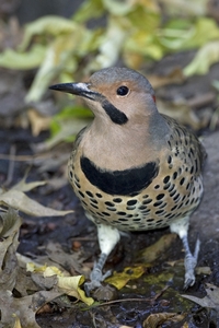 Northern Flicker