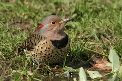 Northern Flicker