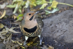Northern Flicker