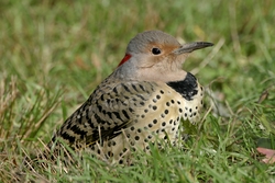 Northern Flicker