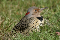 Northern Flicker
