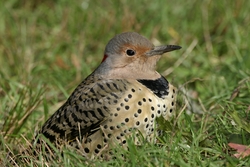 Northern Flicker