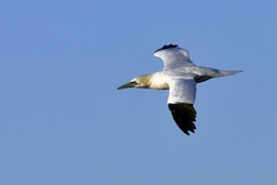 Northern Gannet