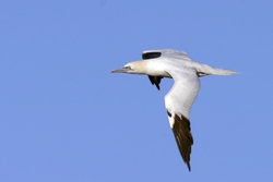 Northern Gannet