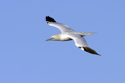 Northern Gannet